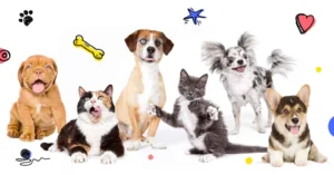 Pet Insurance Comparison